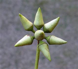  Inflorescence